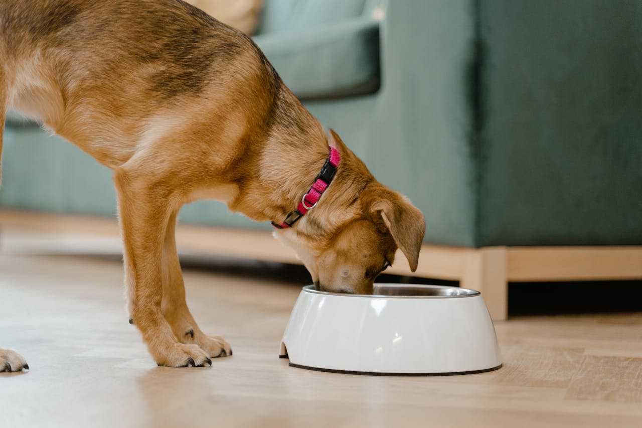 Dog Nutrition Guide by Age and Breed