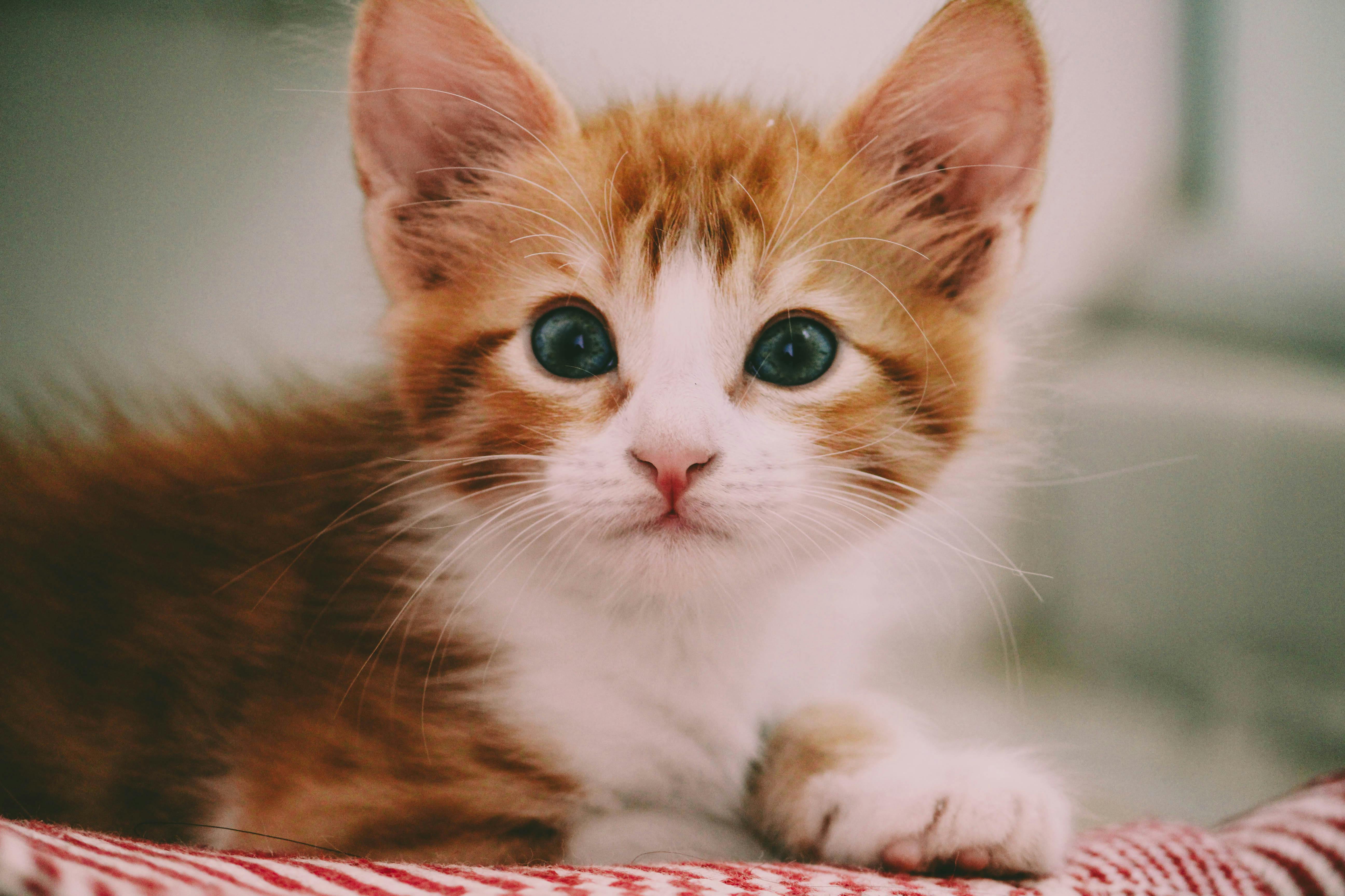 Kitten-Proof Your Home: Ultimate Guide